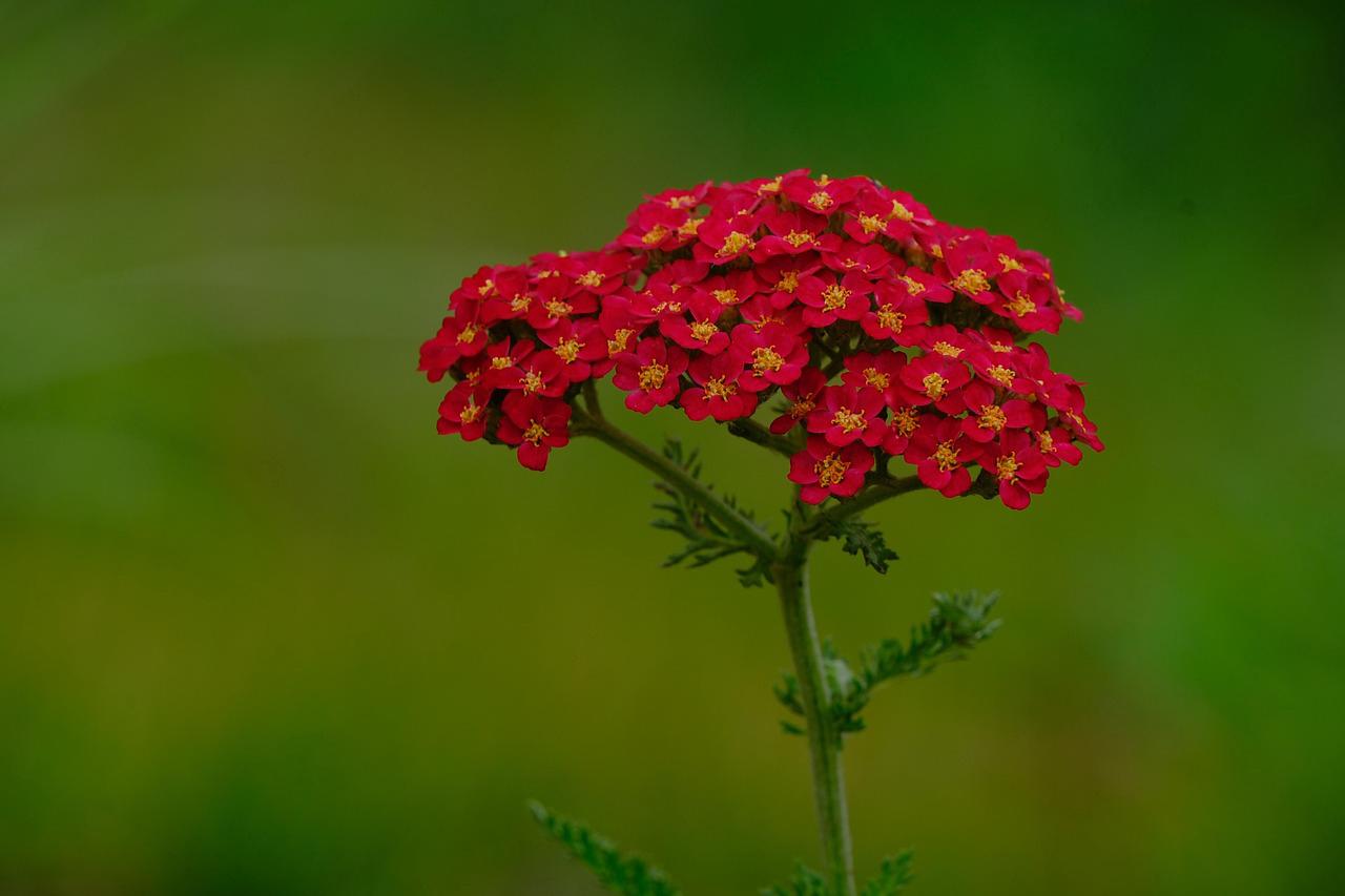 Mini Donzela