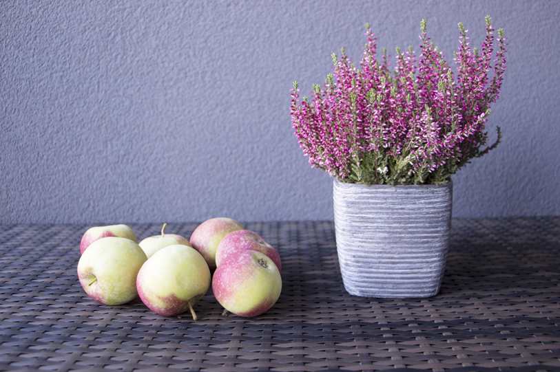 Vaso Abacaxi