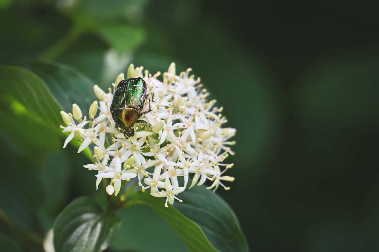Fruteira Antonela